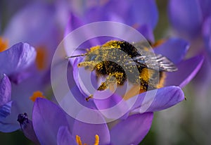 Pollen covered Bee on a winter crocus.