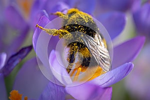 Pollen covered Bee on a winter crocus.