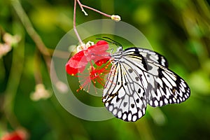 Pollen covered black and white butterfly on red flower