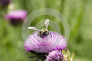 Pollen covered Bumblebee on a Texas Purple Thistle flower