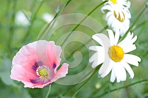 Pollen covered pink Oriental Poppy