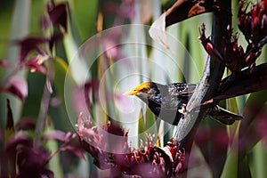 Pollen covered Starling