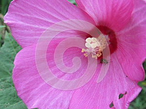 Pollen covered yellow ladybud journey from the center of an hibiscus flower