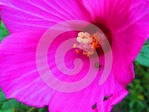 Pollen covered yellow ladybud walking from center of hibiscus flower