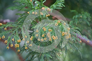 Pollen Dust of Japanese Cedar