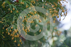Pollen Dust of Japanese Cedar