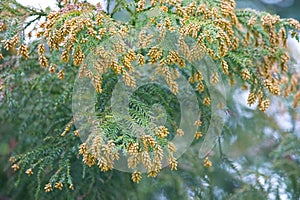 Pollen Dust of Japanese Cedar