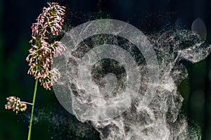 Pollen erupting from cocksfoot grass.