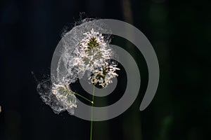 Pollen erupting from cocksfoot grass.