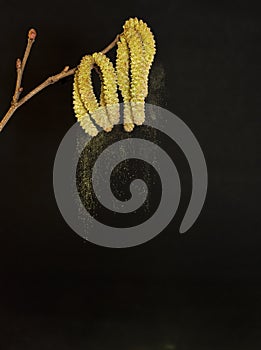 Pollen falling from birch