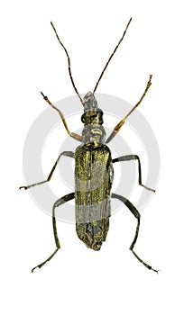 Pollen-Feeding Beetle Oedemera on white Background