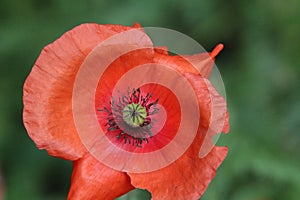 Pollen filled poppy