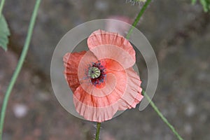 Pollen filled poppy