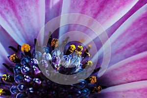 Pollen on a flower