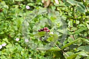 Pollen flowers