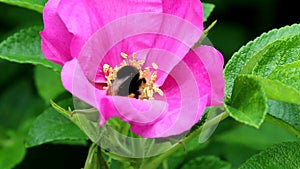 Pollen gathering earth bumblebee in Rugosa Rose