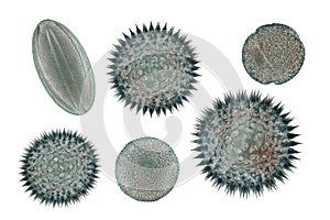 Pollen grains, 3D illustration
