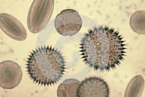 Pollen grains, 3D illustration