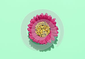 Pollen grains in a pink flower, above view. Bee pollination concept