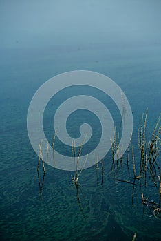 Pollen and green ooze on the river