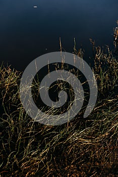 Pollen and green ooze on the river