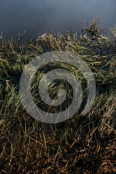 Pollen and green ooze on the river