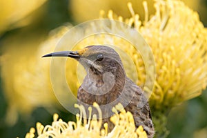 Pollen head