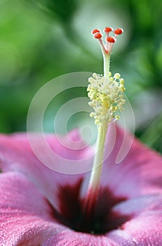 Pollen of hibiscus flower