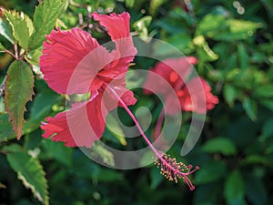 Pollen of Hibiscus rosa-sinensis or Chaba Flower is mix with red and yellow color. A flower is red, showy and big. Hibiscus can photo