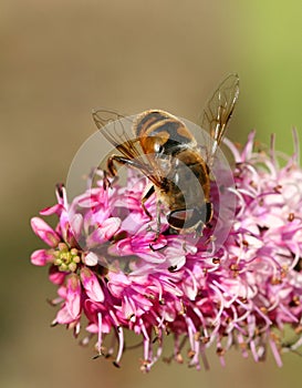 Pollen Hunter