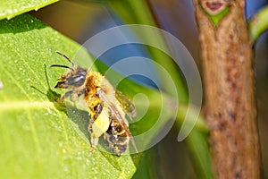 Pollen Laden Bee in Close-Up