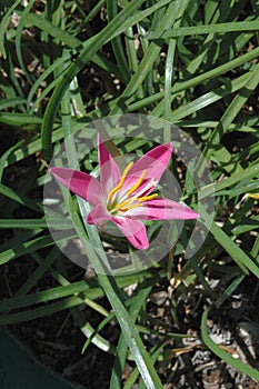 Pollen-laden colorful `Mexican Lily` in vivid Magenta, wide open and pointing to the Sun.