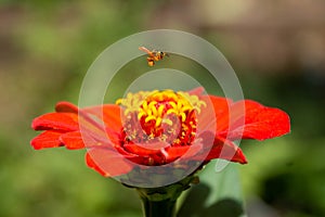 Pollen-laden meliponian bee flying over Zapato de Obispo flower photo