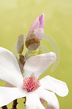 Pollen leaving magnolia flower