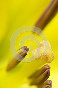 Pollen on lily pistil