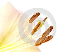 Pollen on lily stamens