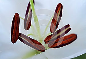 Pollen-loaded stamens of a lily
