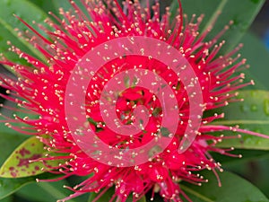 Pollen of Love at First Sight Flower Blooming