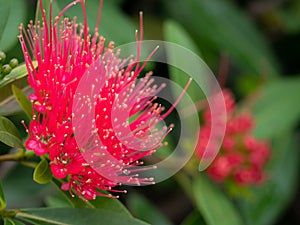 Pollen of Love at First Sight Flower Blooming