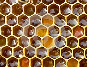 Pollen. nectar and honey in new comb