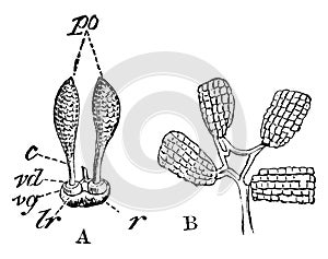 Pollen of Orchid vintage illustration