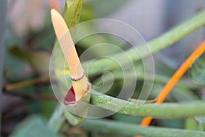 pollen of paraiso verd in pot