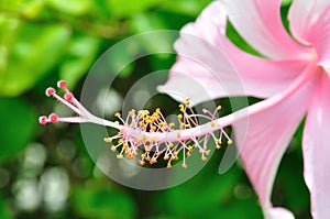 Pollen of pink flower