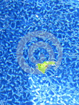 Pollen on pool water surface