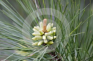 Spring Loblolly Pine Pollen Cones in Georgia, USA photo