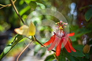 Pollen of red passion flower on nature background