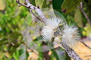 Pollen of rose apple
