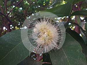 Pollen of Rose Apple.