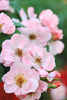 Pollen of small pink rose