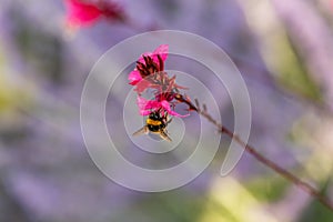 Pollen-stained bumblebee collects nectar on pink flower